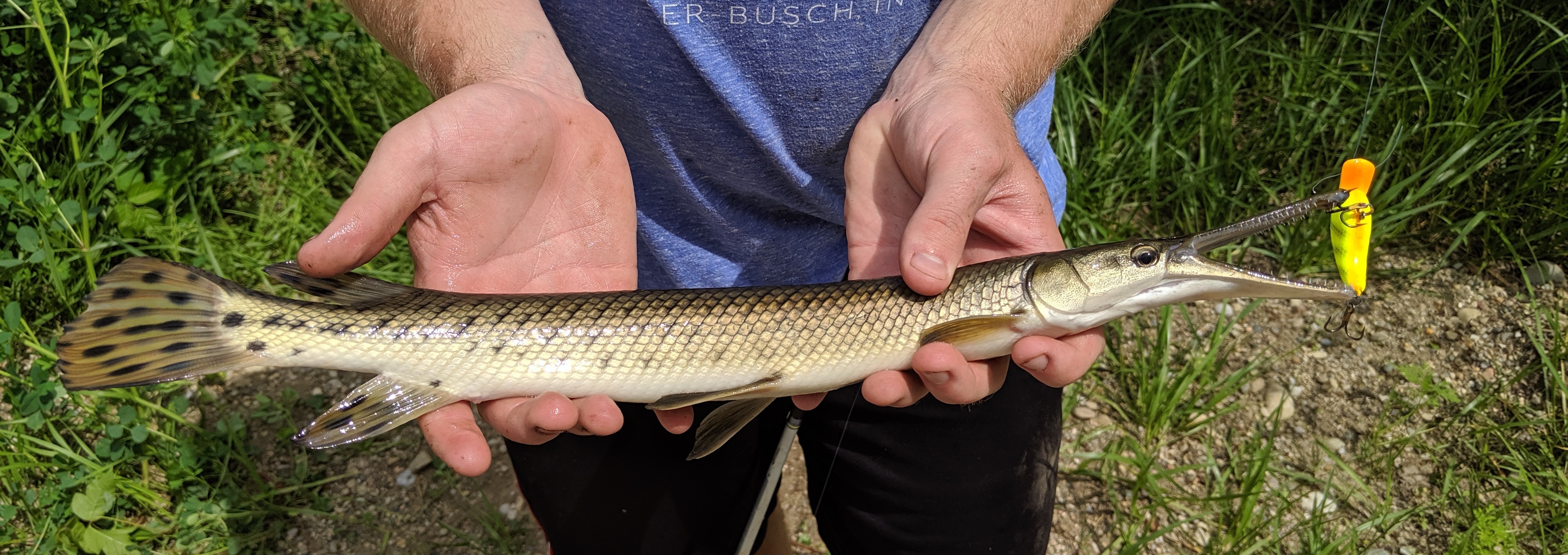 Gar, Shortnose maurer416