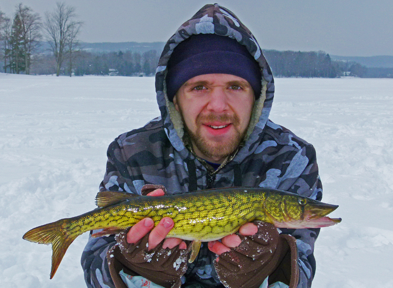 Chain Pickerel Esox niger
