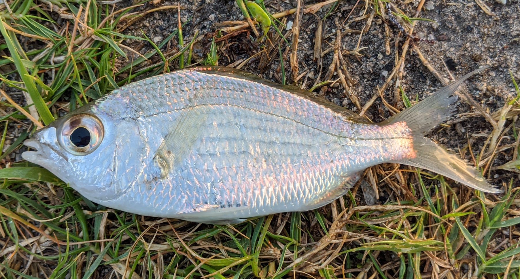 Mojarra, Silver Jenny uconn fishmate