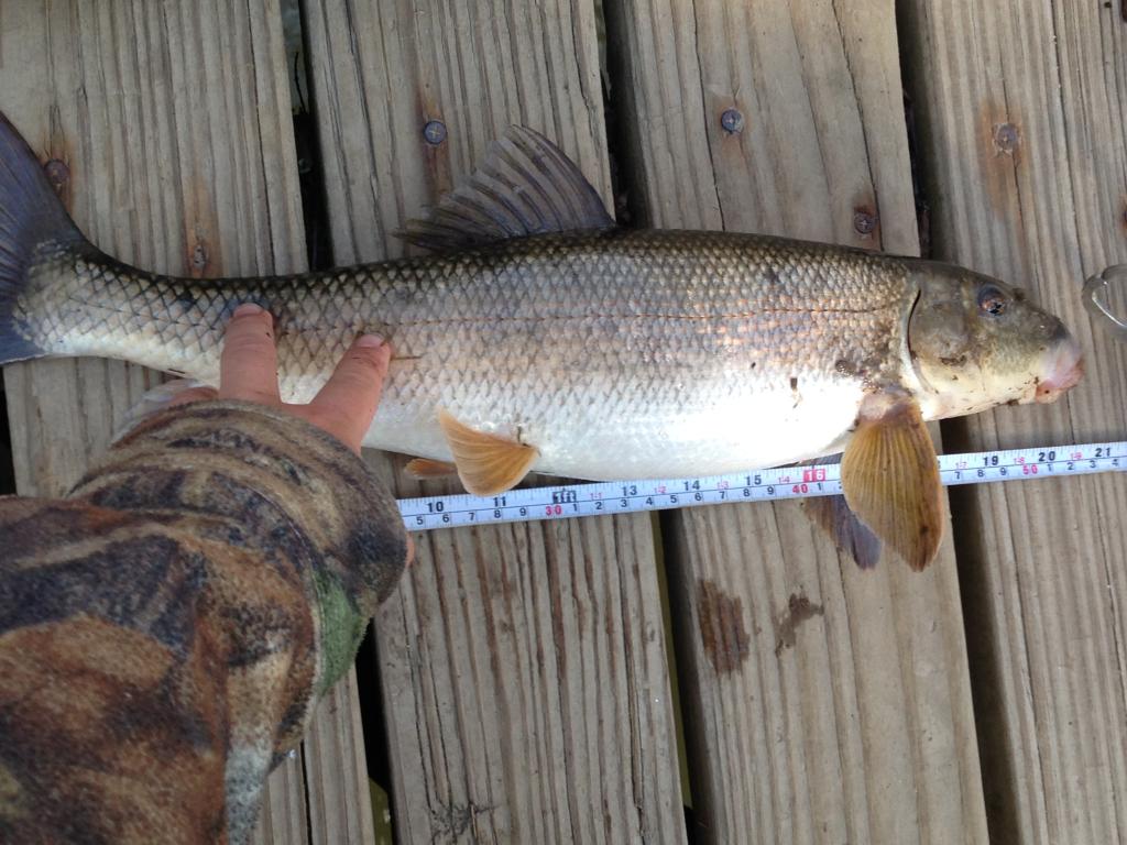 Creek Chub With Horns