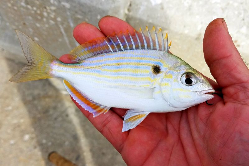 Pinfish pmk00001