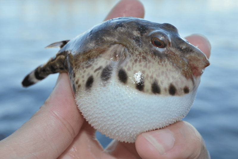 Puffer, Bandtail SNOOK99