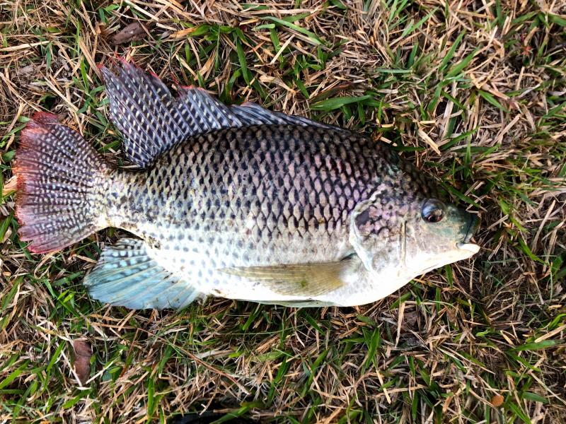 Tilapia, Blue Species.Spotlight
