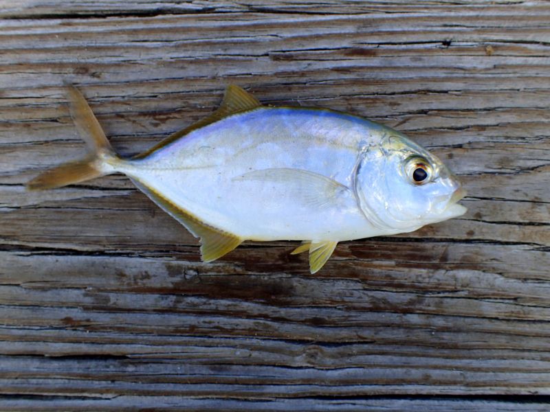 Jack, Yellow pmk00001