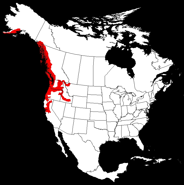 White Sturgeon Acipenser transmontanus