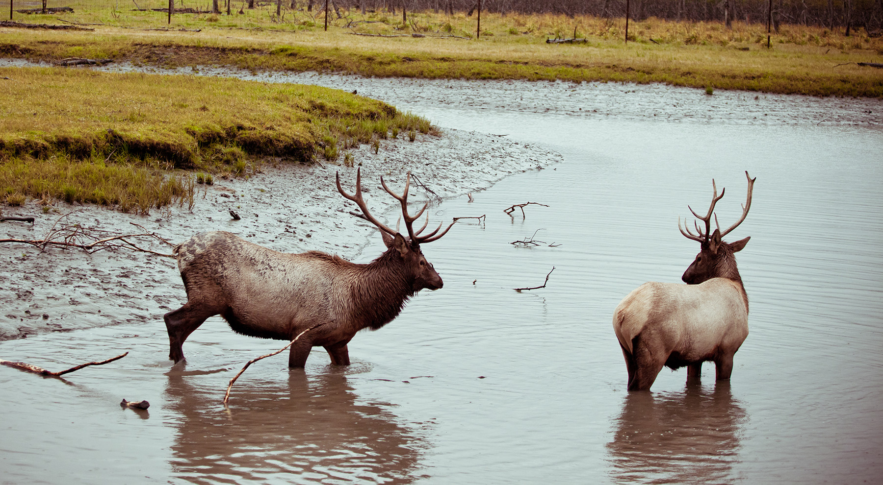 Elk Hunting in Alaska RoughKut