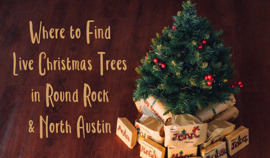 Where to Find Live Christmas Trees in Round Rock & North Austin