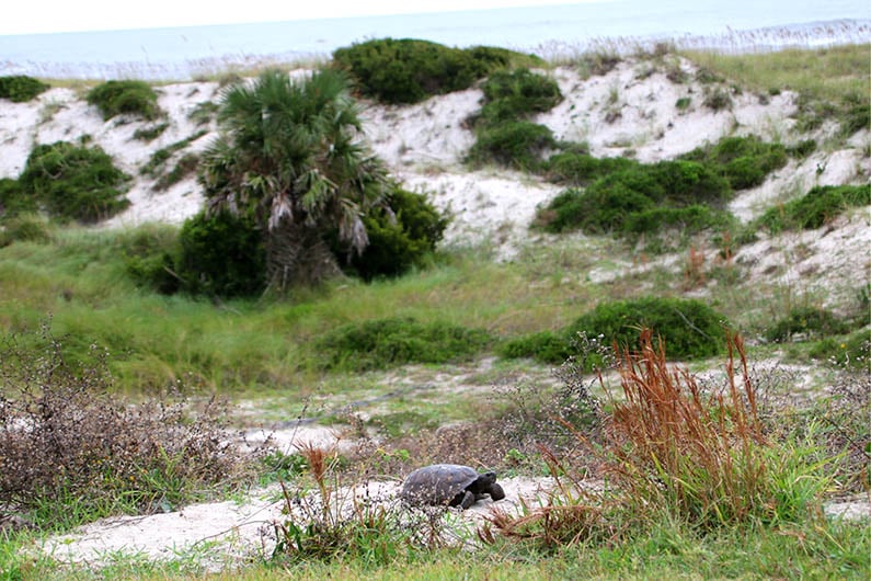 The 12 Quietest, Least Crowded Florida Beaches (Local Guide)