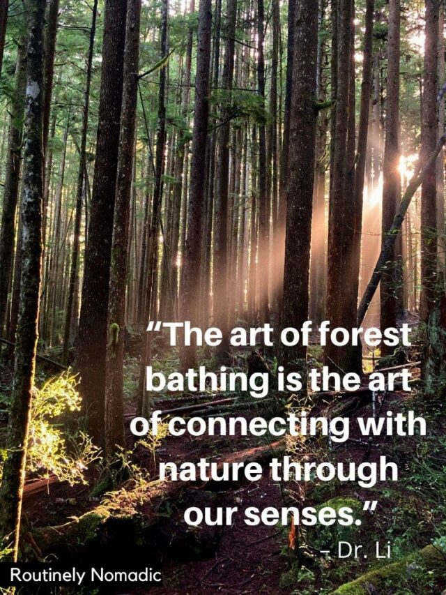100 Best Forest Quotes and Captions Routinely Nomadic