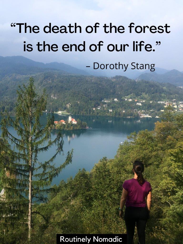 80 Beautiful Nature Forest Quotes Pics My