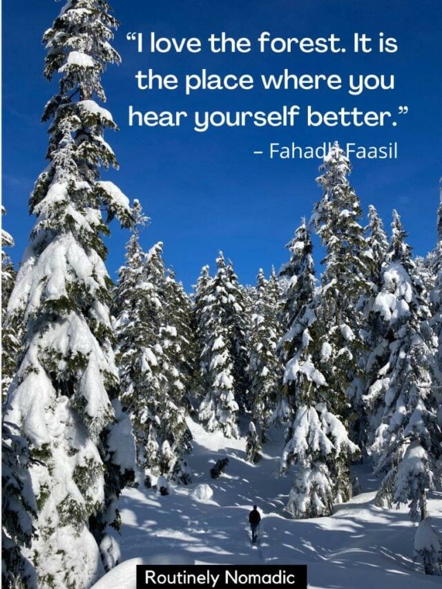 100 Best Forest Quotes and Captions Routinely Nomadic