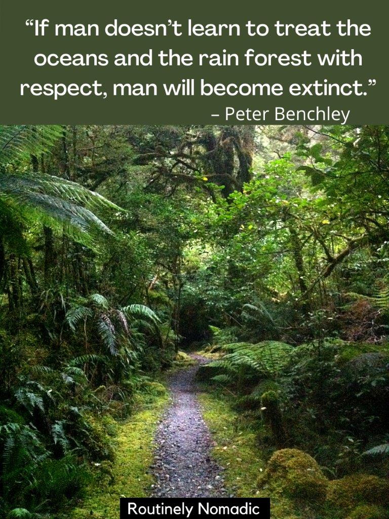 Best Forest Quotes and Captions for 2022 Routinely Nomadic