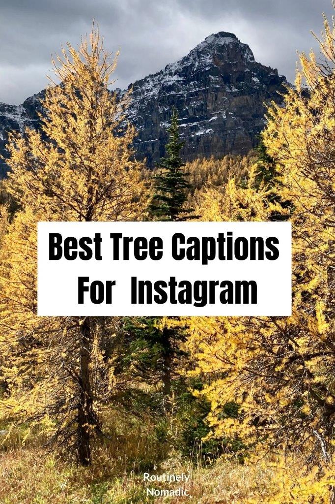 100 Peaceful Tree Captions for Instagram Routinely Nomadic