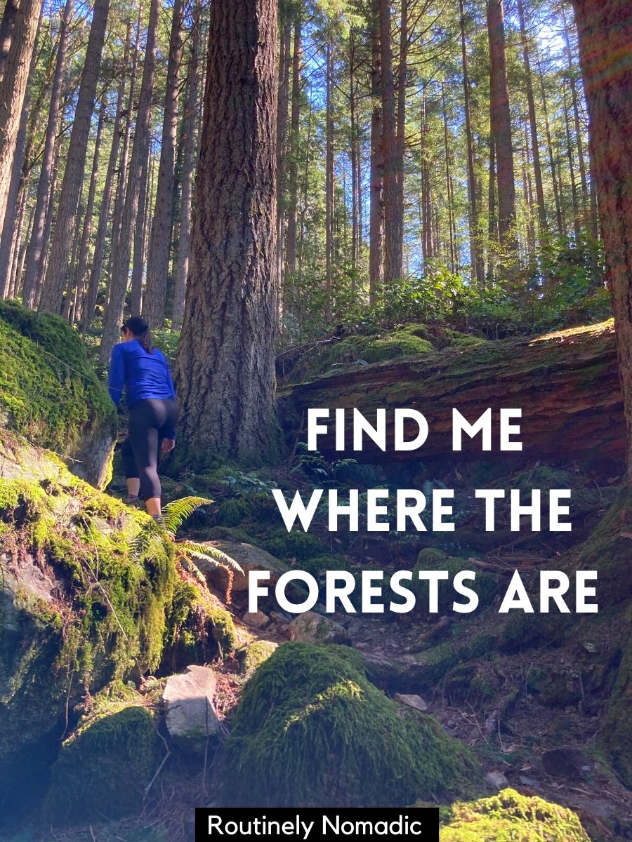 100 Best Forest Quotes and Captions Routinely Nomadic