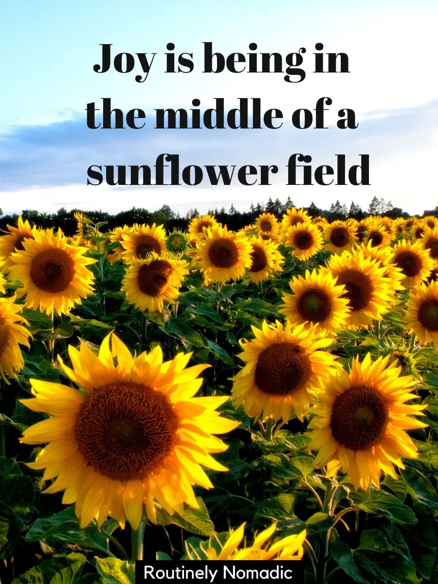 100 Glowing Sunflower Captions Routinely Nomadic