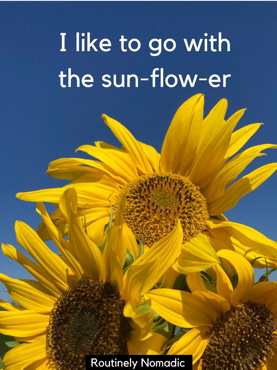 100 Glowing Sunflower Captions Routinely Nomadic