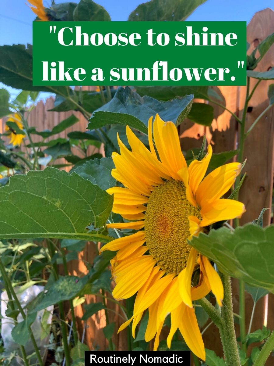 100 Glowing Sunflower Captions Routinely Nomadic