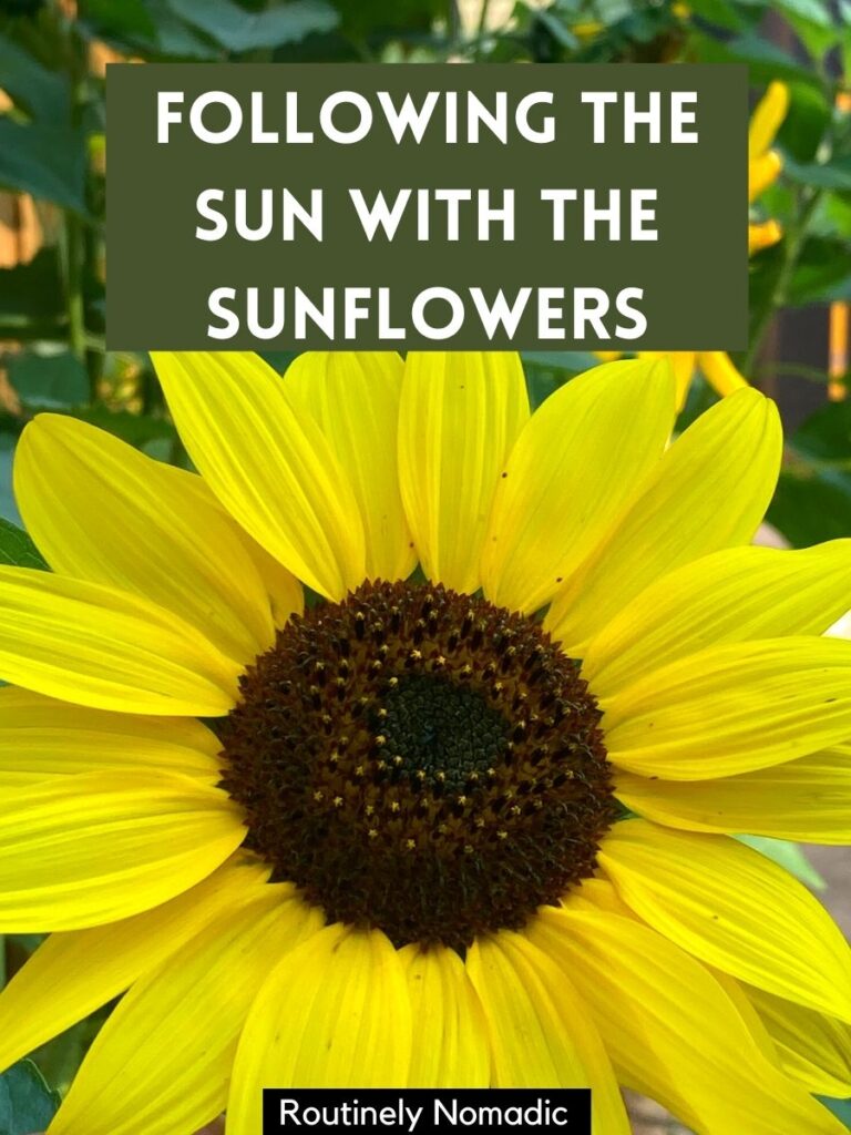 Perfect Sunflower Captions for 2022 Routinely Nomadic