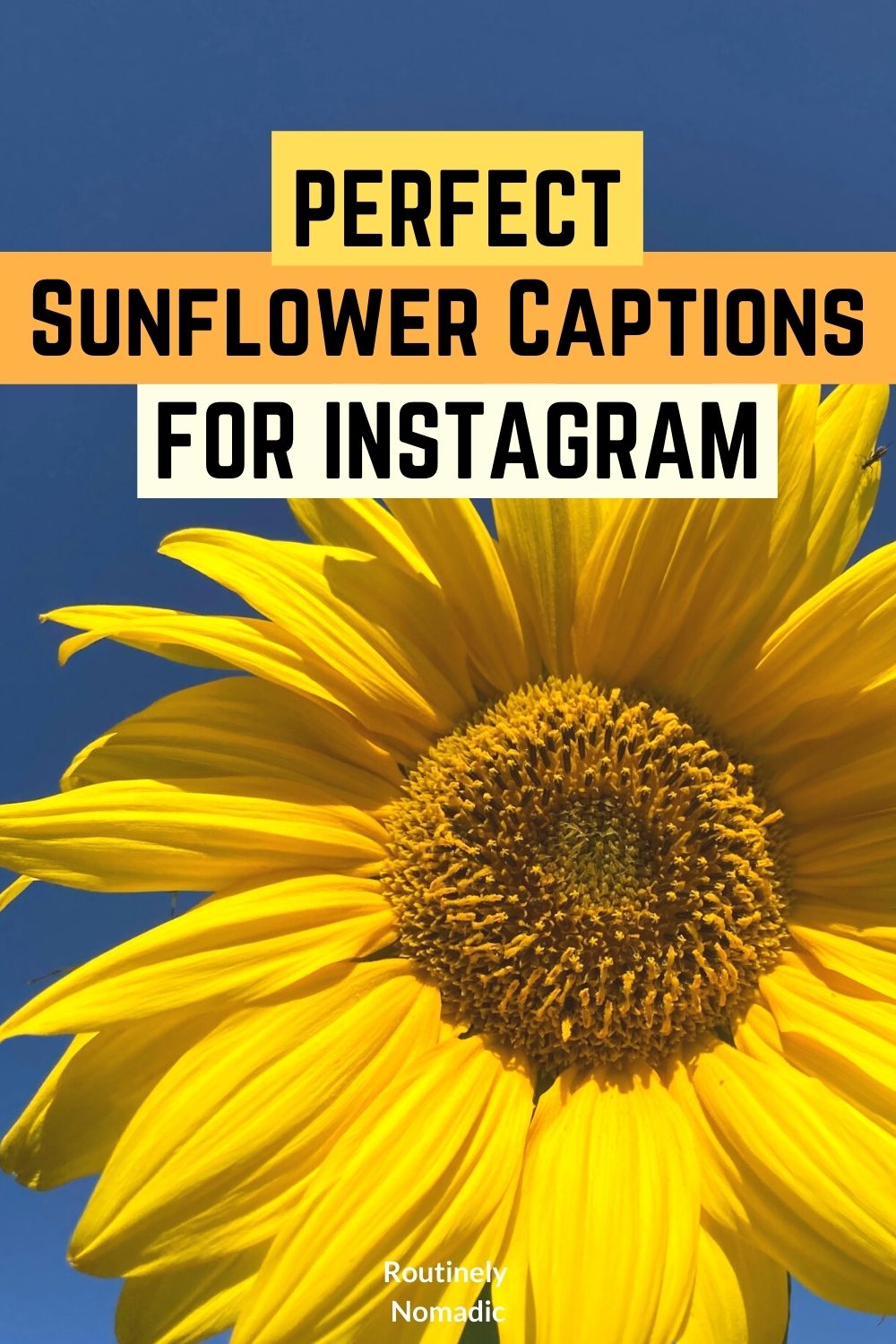 100 Glowing Sunflower Captions Routinely Nomadic