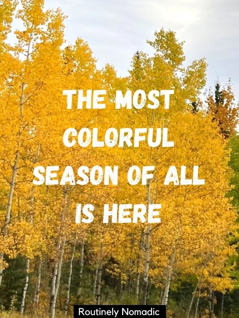 250 Fall Captions Perfect Autumn Captions Routinely Nomadic