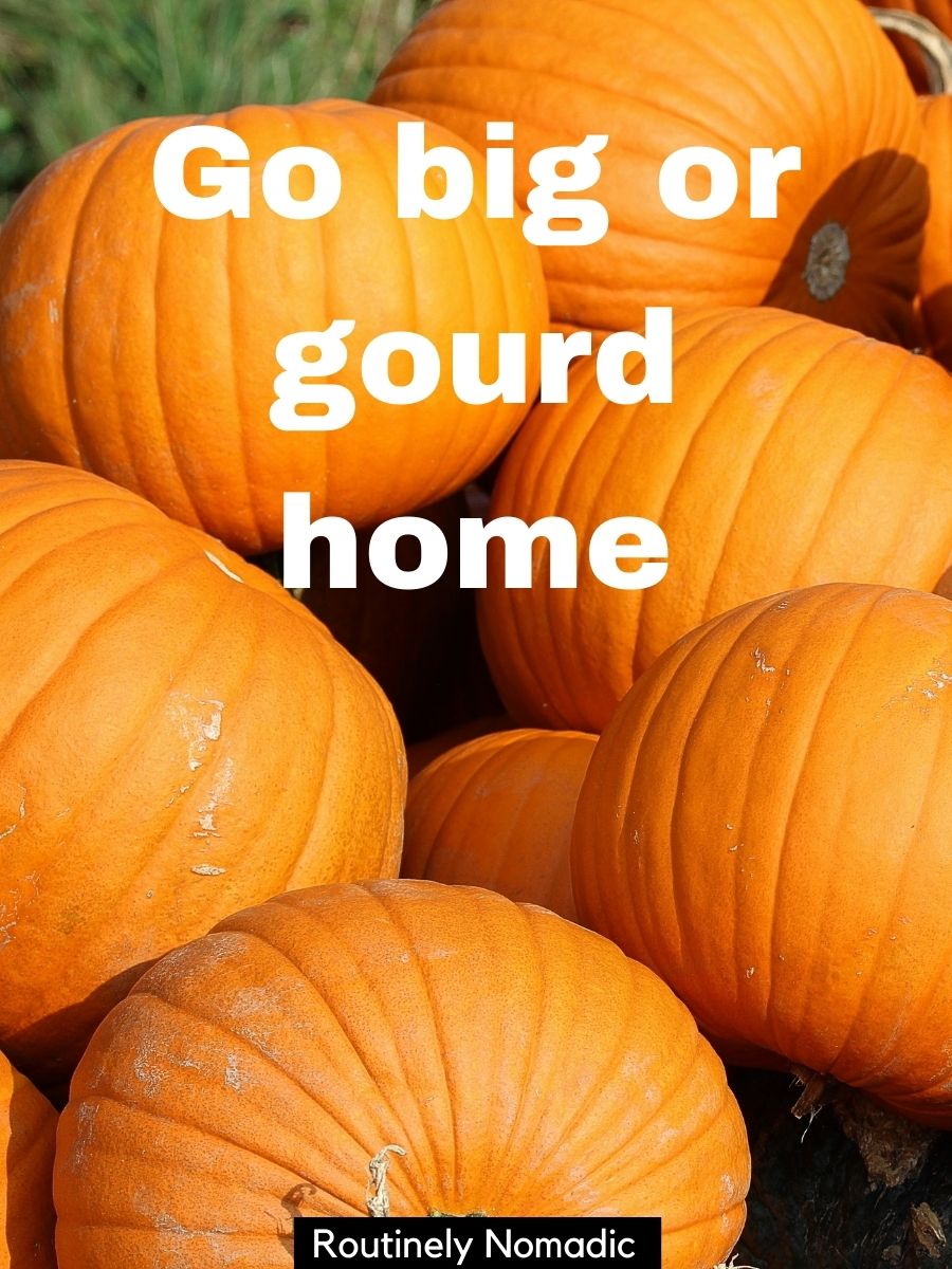 Cute Pumpkin Patch Captions 150 Perfect Pumpkin Captions Routinely