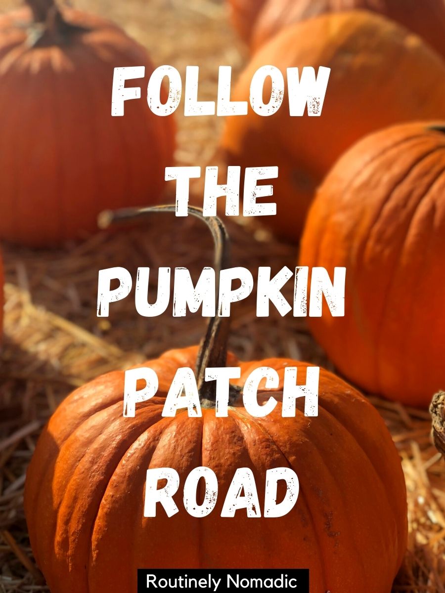 Cute Pumpkin Patch Captions 150 Perfect Pumpkin Captions Routinely