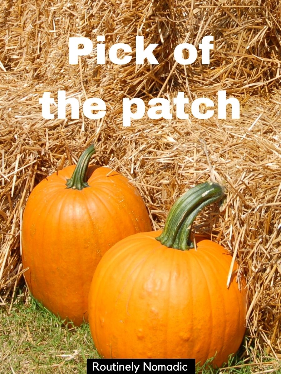 100 Cute Fall Couple Captions Routinely Nomadic