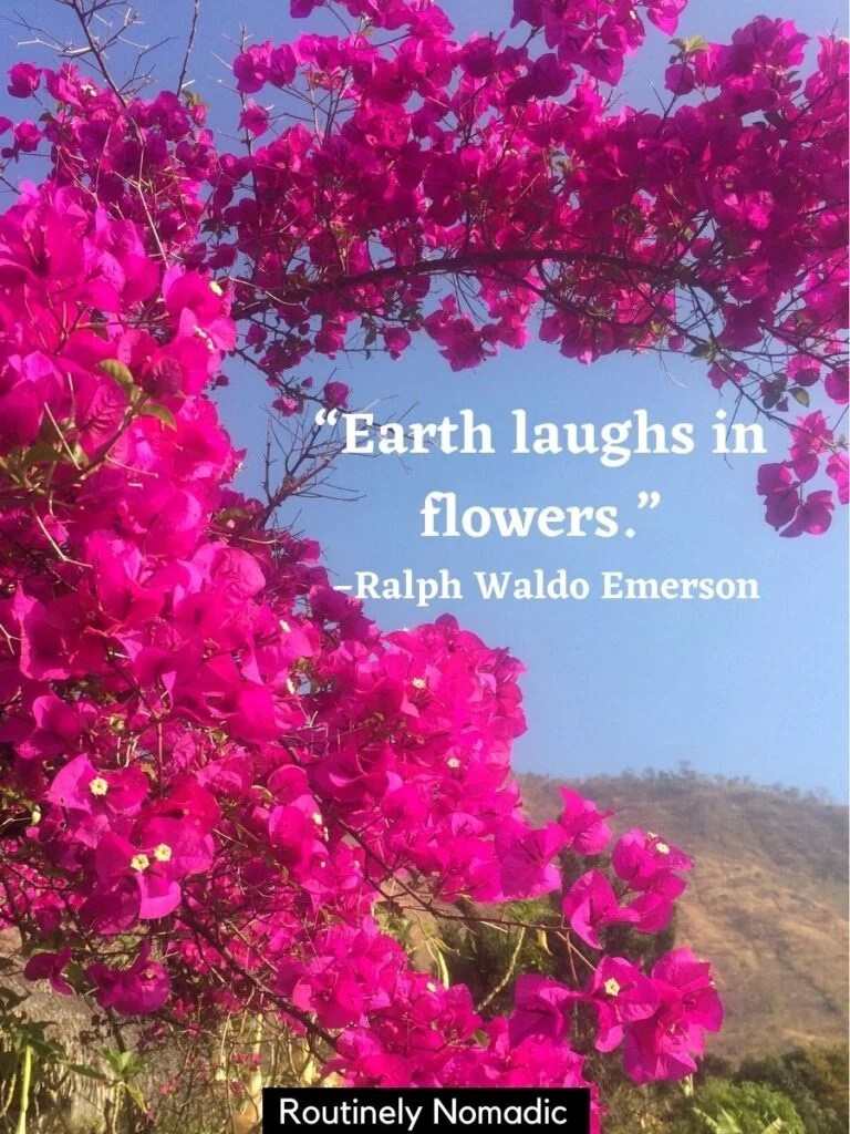 Review Of Cute Quotes About Flowers References Short Flower Quotes: 110 Amazing Flower Sayings | Routinely Nomadic