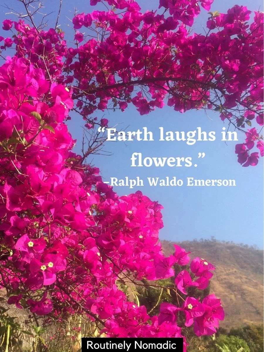 Short Flower Quotes 110 Amazing Flower Sayings Routinely Nomadic