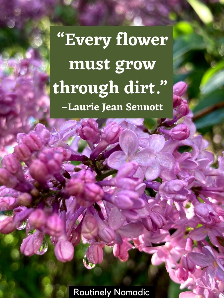 Short Flower Quotes 110 Amazing Flower Sayings Routinely Nomadic