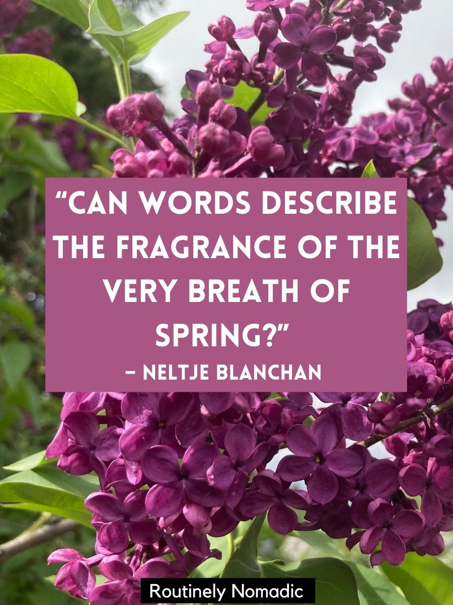 100 Beautiful Short Spring Quotes for Routinely Nomadic