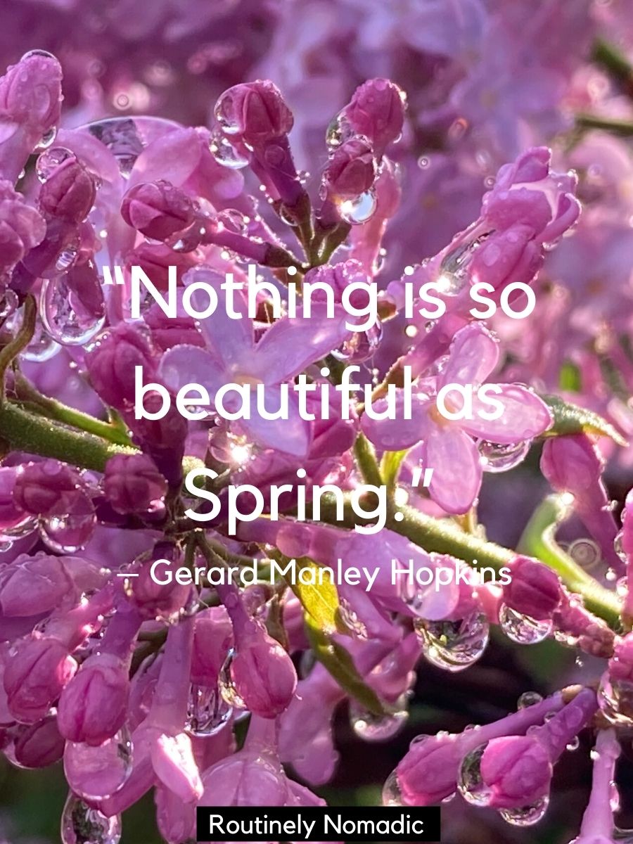 100 Beautiful Short Spring Quotes for Routinely Nomadic