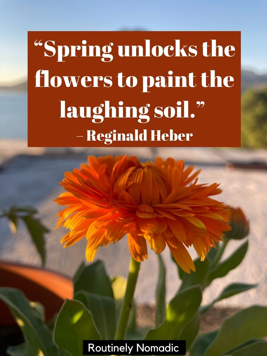 Short Flower Quotes 110 Amazing Flower Sayings Routinely Nomadic