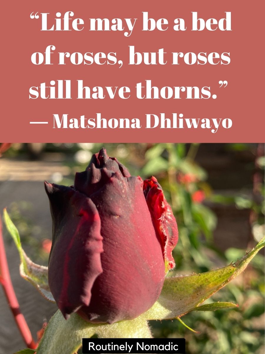 Beautiful Rose Quotes 115 Rose Sayings Routinely Nomadic