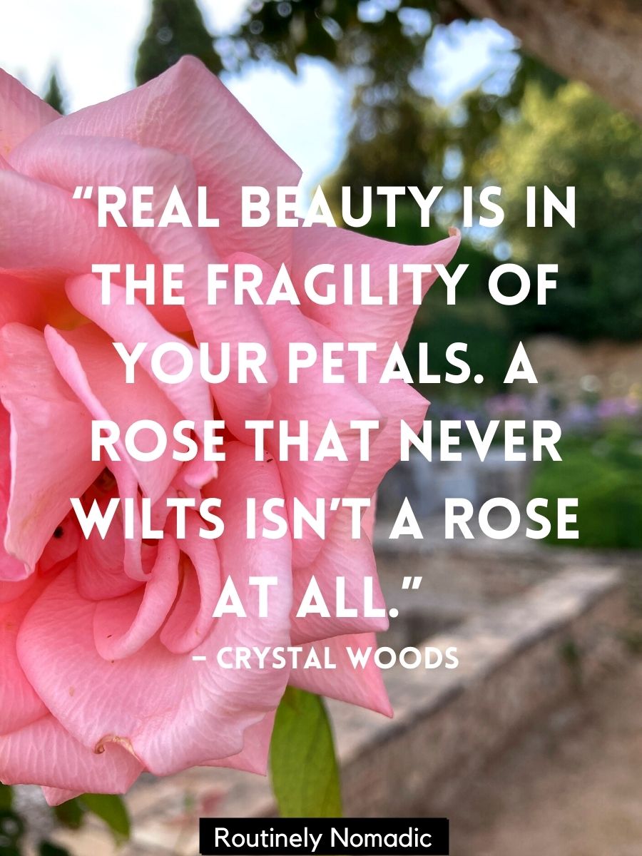 Beautiful Rose Quotes 115 Rose Sayings Routinely Nomadic
