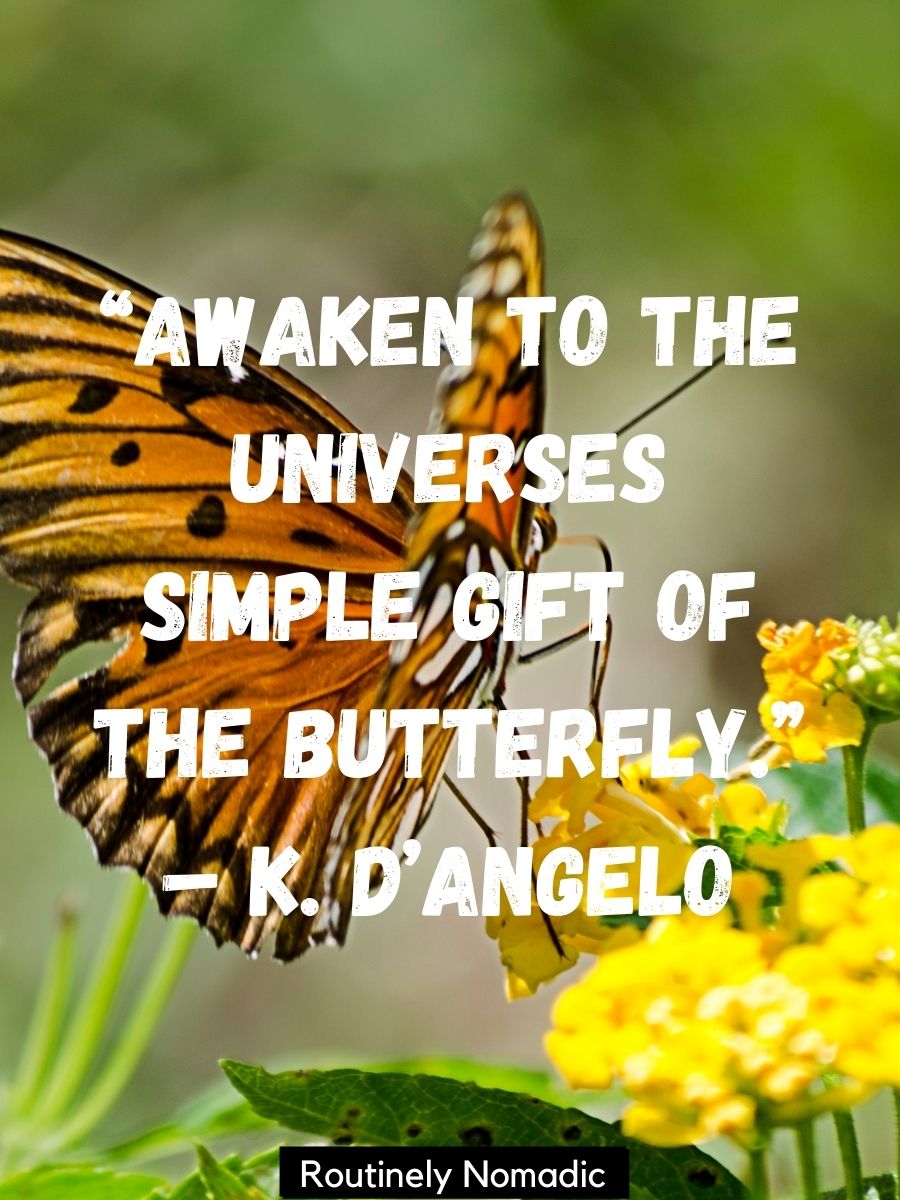 Butterfly Quotes 215 Perfect Butterfly Sayings for 2023 Routinely