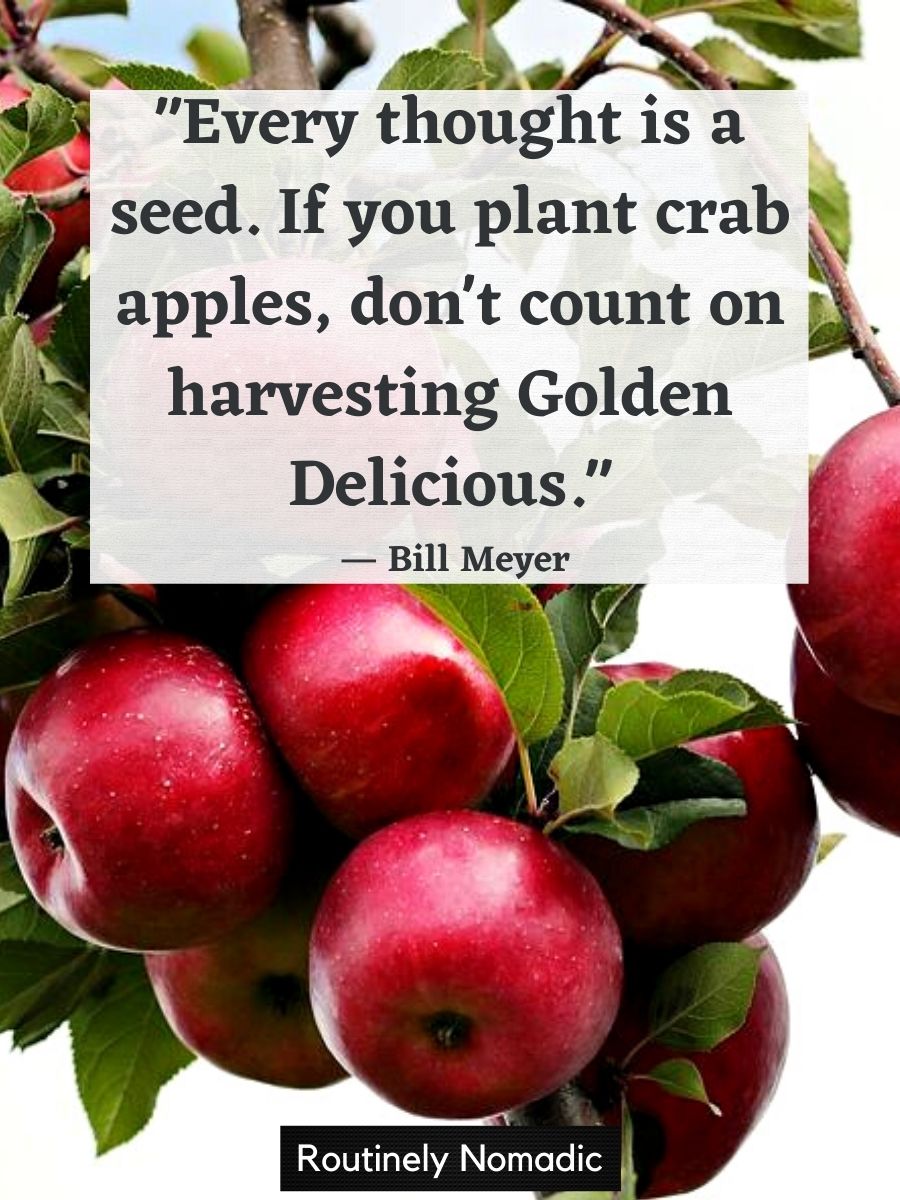 100 Best Apple Picking Captions for Your Orchard Visit Routinely Nomadic
