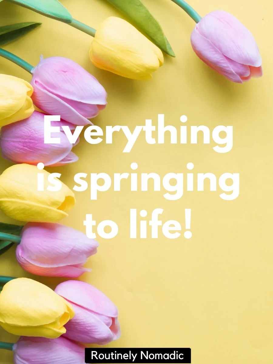 The Very Best 100 Funny Spring Captions Routinely Nomadic