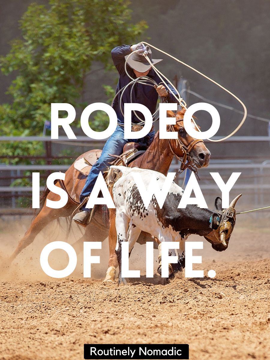 125 Best Horse Captions Routinely Nomadic