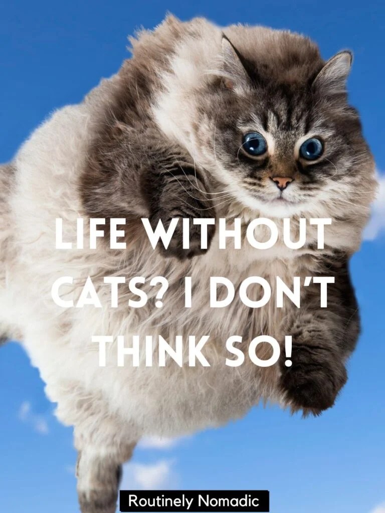 145 Purrfectly Funny Cat Captions Routinely Nomadic
