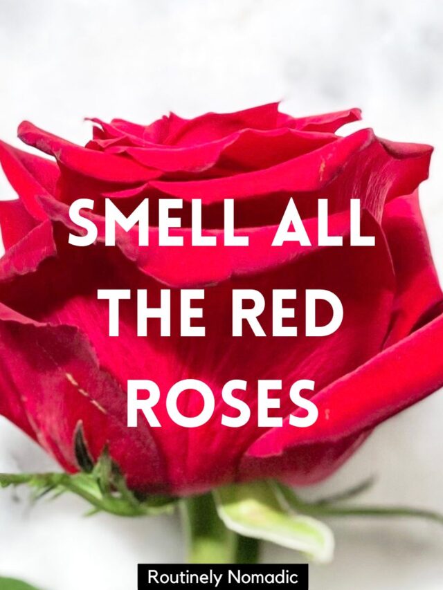 100 Red Rose Captions for Instagram Routinely Nomadic