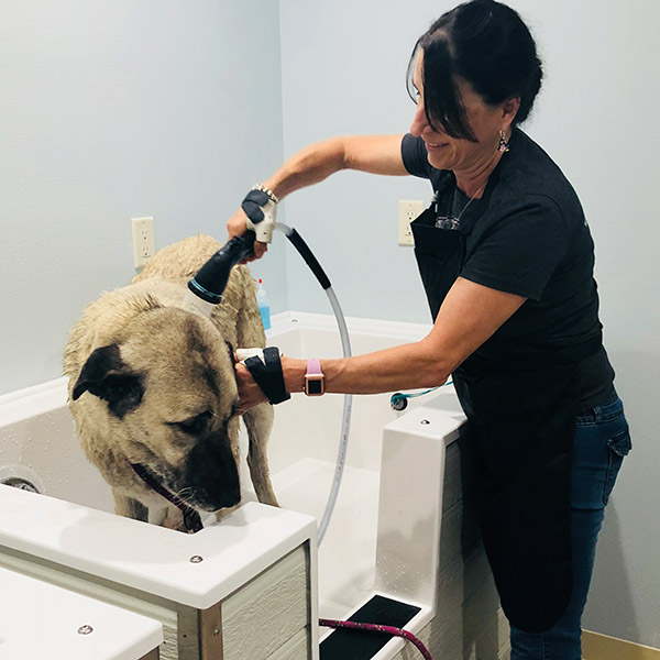 Dog Boarding & Daycare Apollo Beach Gibsonton Ruskin Sun City Center Riverview