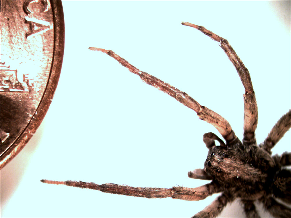 How Can A Black Widow Kill You How to Kill Mold & Mildew in the