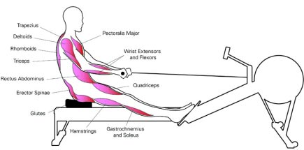 Rowing Machine Muscles: Where You Will Get Strong