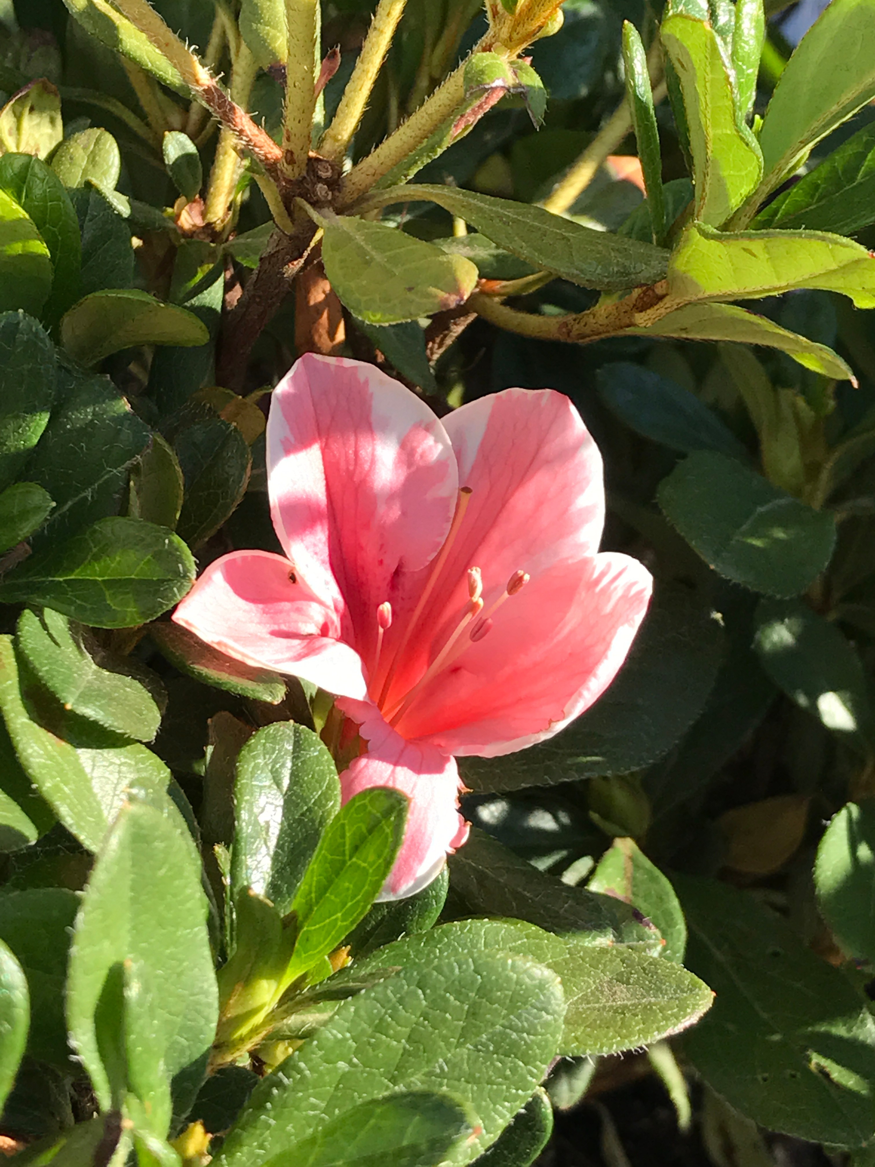 Flowering Shrubs For Full Sun In Michigan Flowering shrubs for your