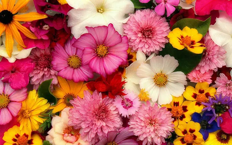 Roxie's Florist Flower Delivery Burlington, NC Flower Shop