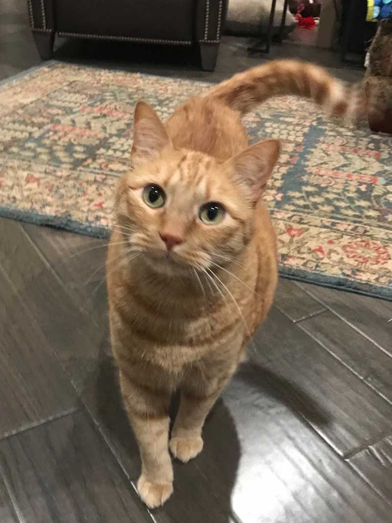 Pet Sitting Rowlett, Rockwall, Wylie Roxie's Pet Sitting