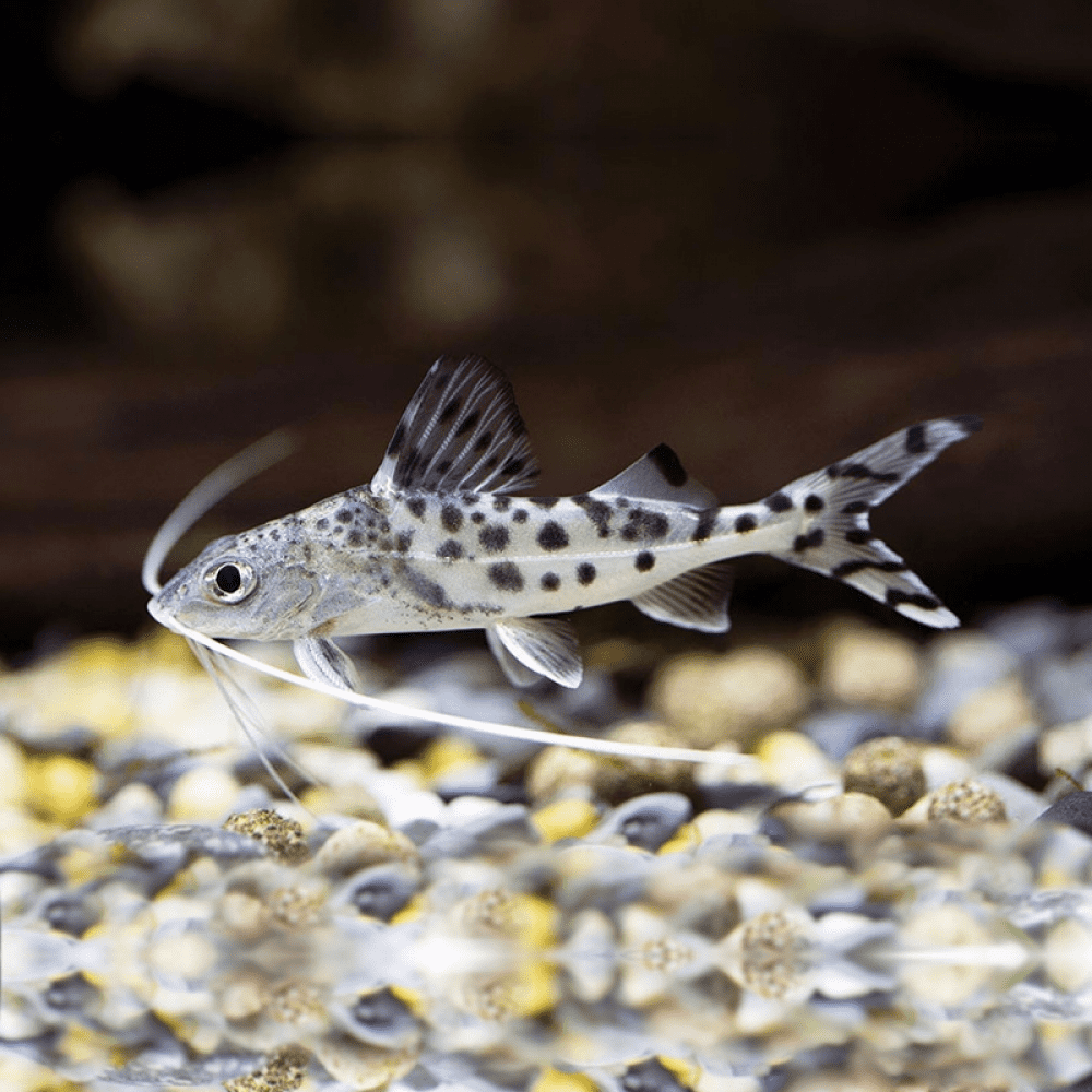 Pictus Catfish Size