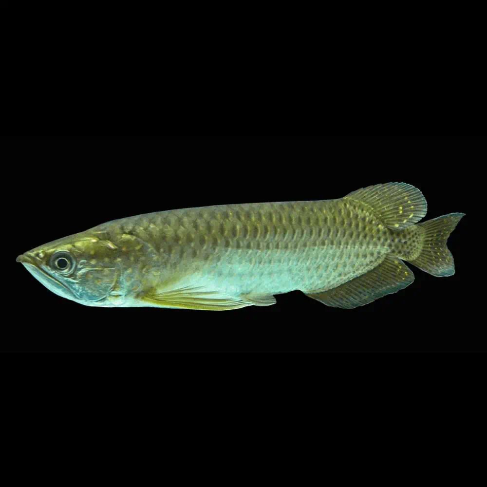 Saratoga Native Fish Australia Roxy Aquarium