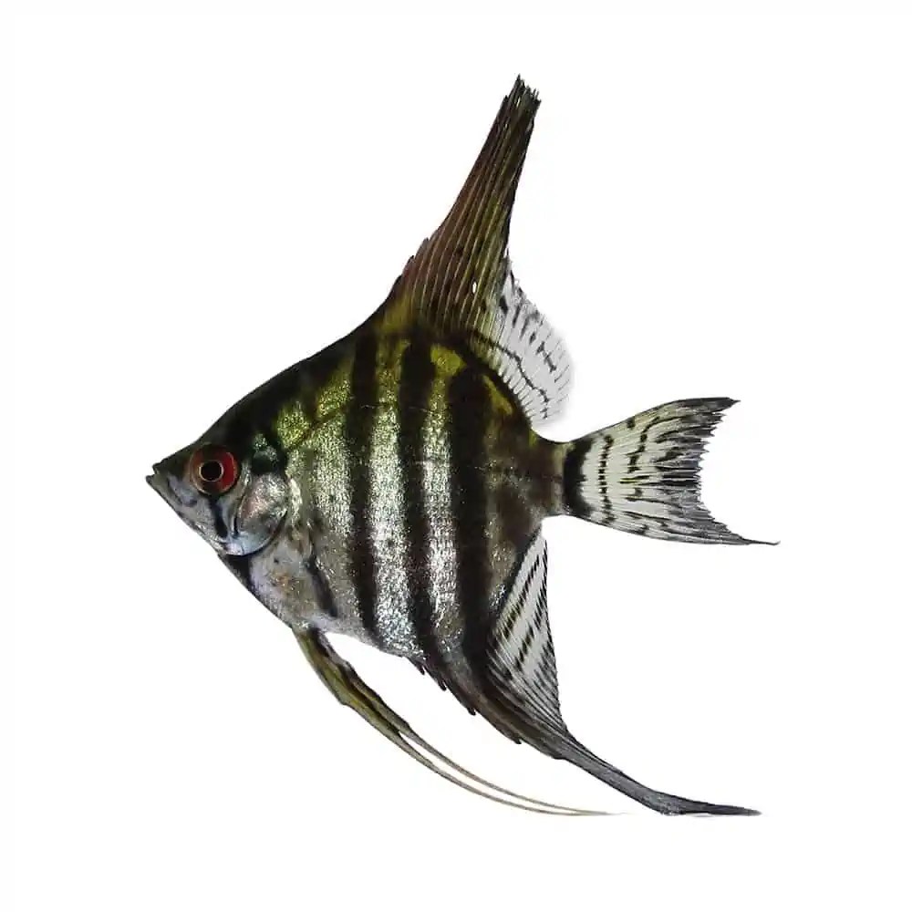 Zebra Lace Angel Fish 5cm Roxy Aquarium